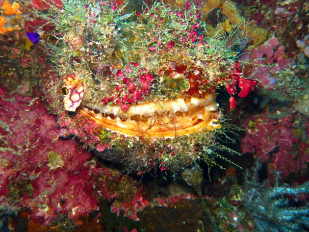 onderwater monster