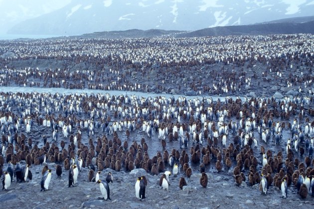 Konings pinguïns