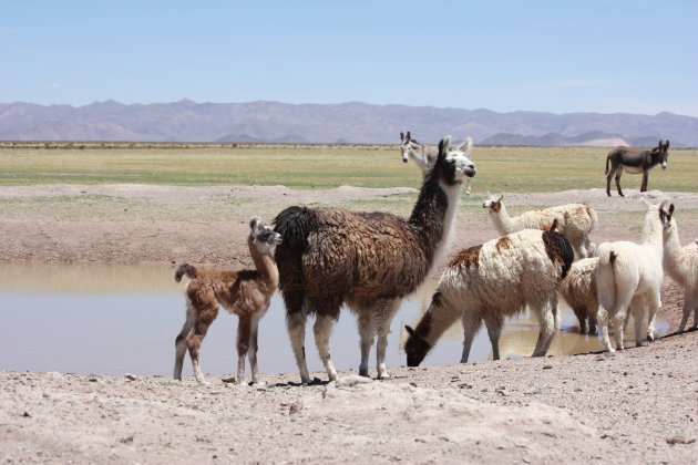 Lama's spotten aan de rand van de zoutvlaktes