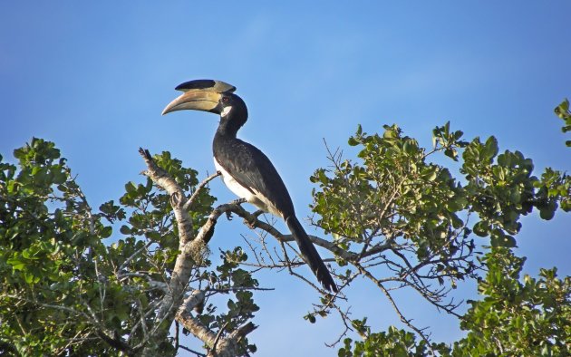 Neushoornvogel in Kumana NP.