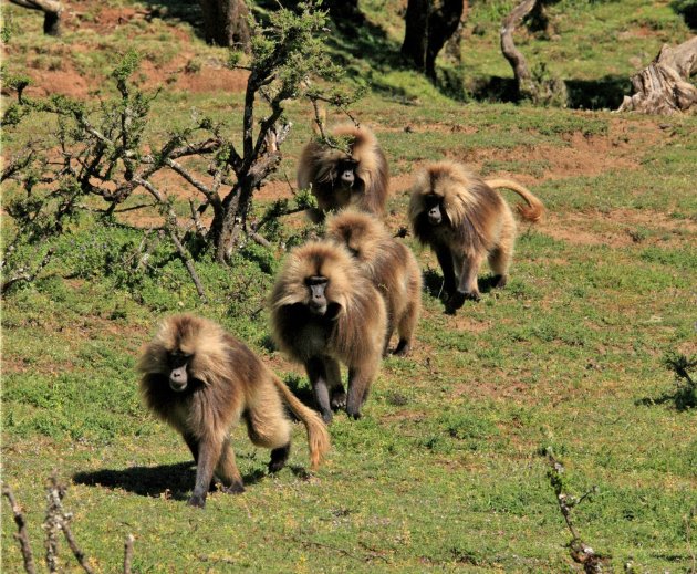 Gelada baboons