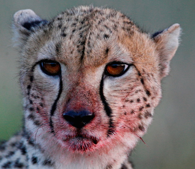 cheetah II