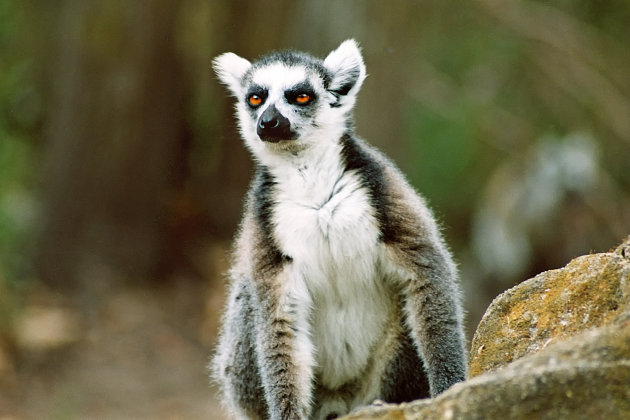 Maki (Lemur catta)
