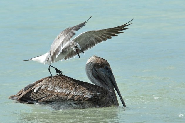 meeuw op pelikaan