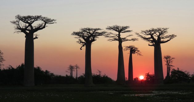 Allee des baobabs