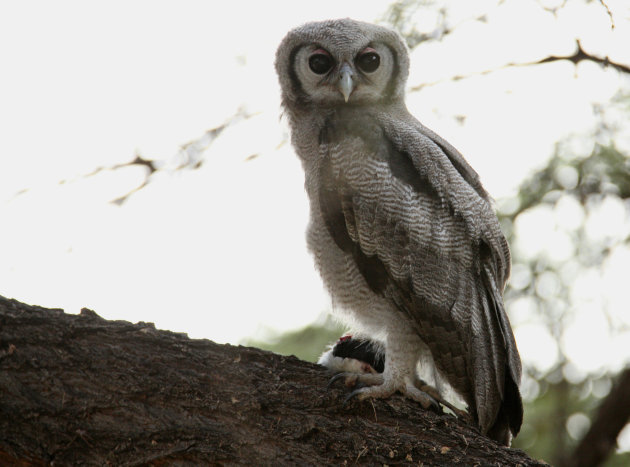  Verreaux Eagle-Owl 