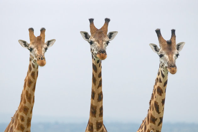 Rotschild giraffes