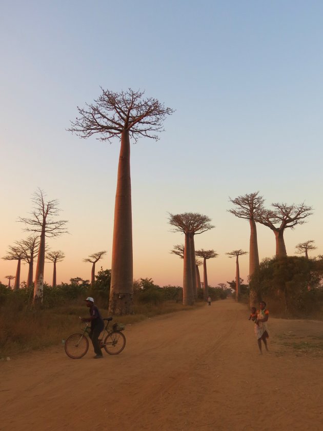 Allee des baobabs (2)