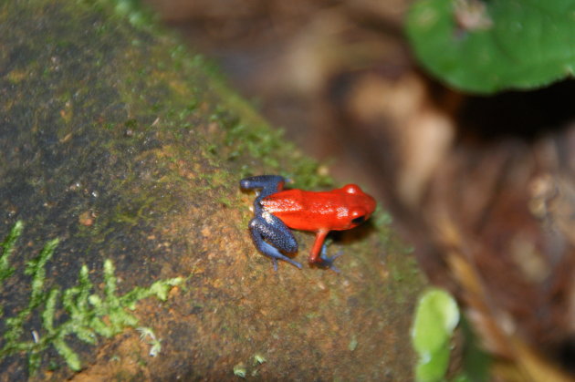 blue jeans frog in Monteverde