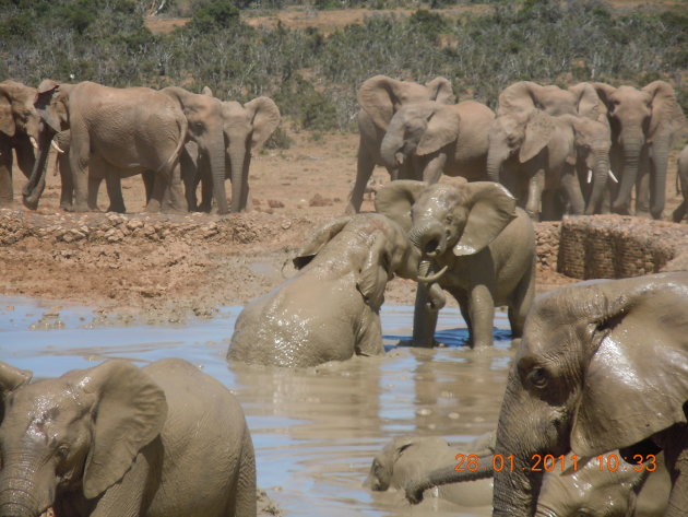 Badplaats in het Addo Elephantpark 