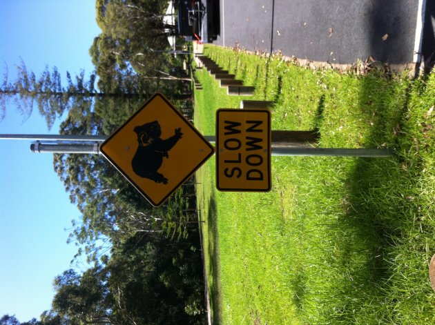 Verkeersbord met Koala