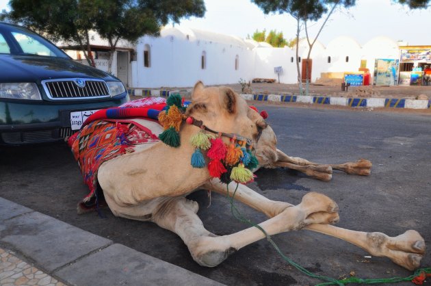 Parkeerplaats voor 1 kameel