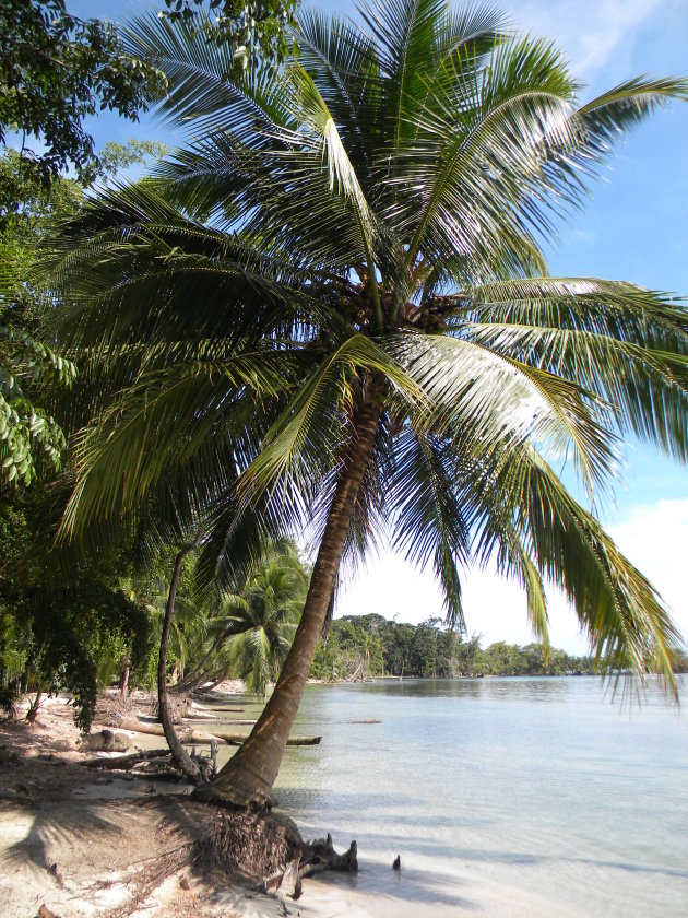 het eiland Isla Carenero bij Bocas del toro