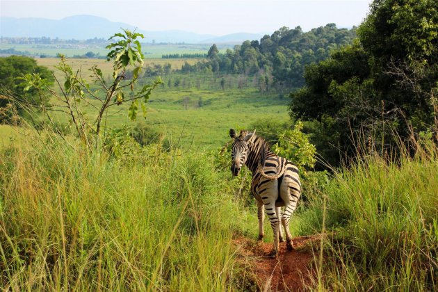 Zebra op uitzichtpunt in Swaziland