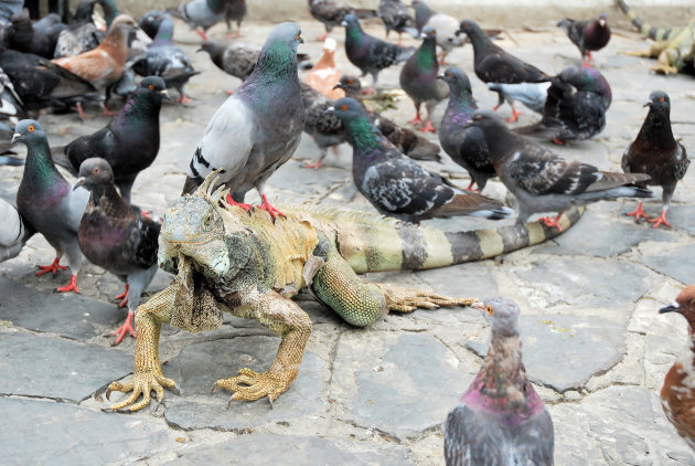 Massas Leguanen en duiven in Parque Seminario 