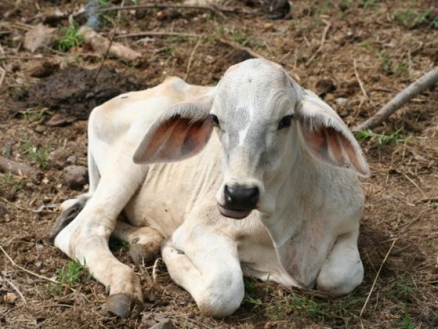 Koe uit Costa Rica