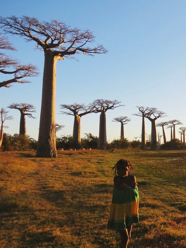 Allee des Baobabs bij zonsopgang