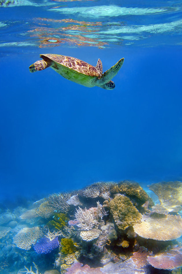 Zeeschildpad Great Barrier Reef