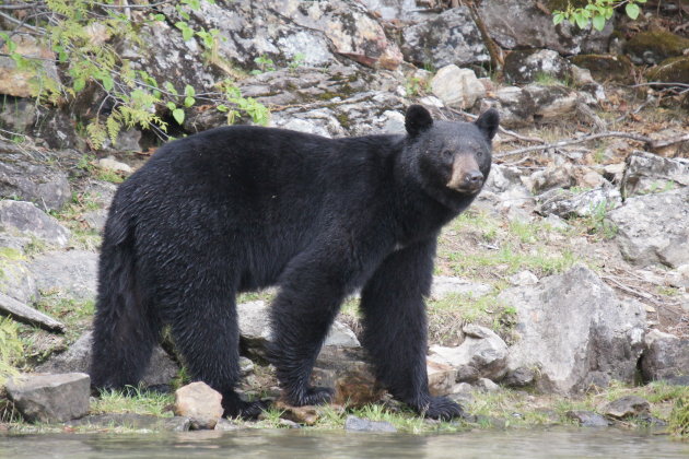 Een zwarte beer in Canada, Blue River