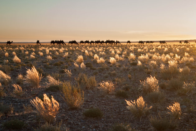 Kamelen bij zonsondergang op de Mongoolse steppe