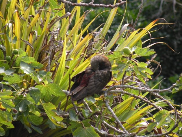 Kaka (Nestor meridionalis) in een vijgenboom op Little Barrier Island