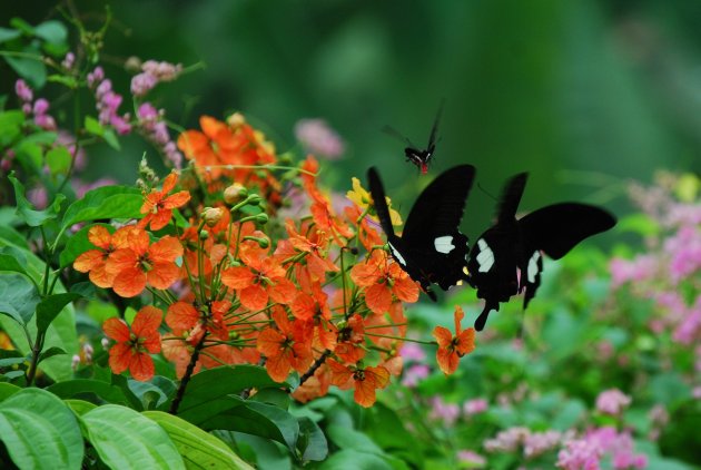 Maleisische vlinders