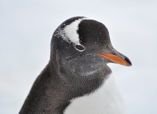Gentoo pinguïn, alias ezelspinguïn
