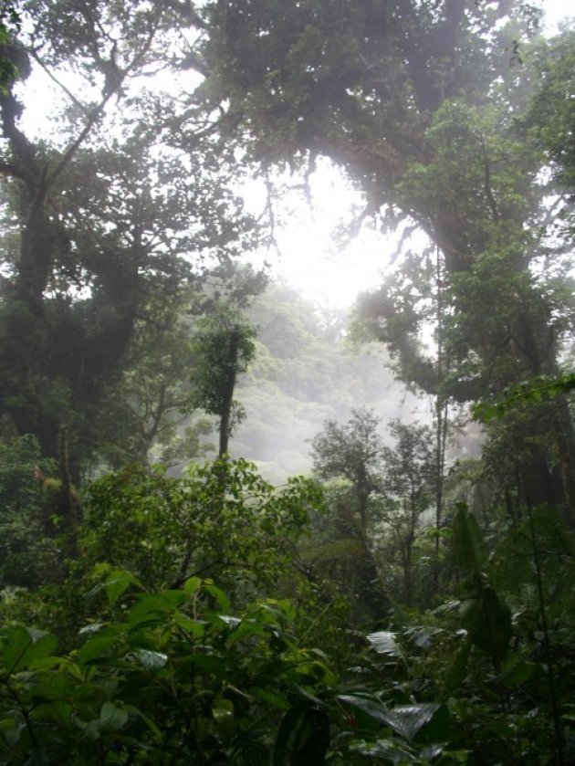 Nevelwoud in Costa Rica