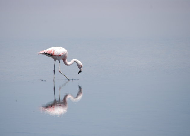Flamingo zoekt een hapje