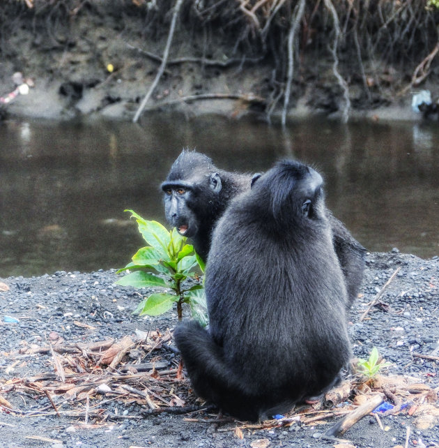 Zwarte makaken