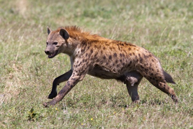 hyena on the run
