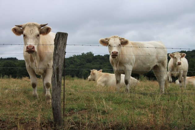 Schattige koeien in de Auvergne