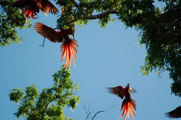 Papegaaien (scarlet macaw) in vlucht