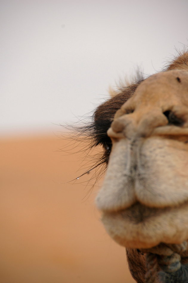 wimpers van een kameel