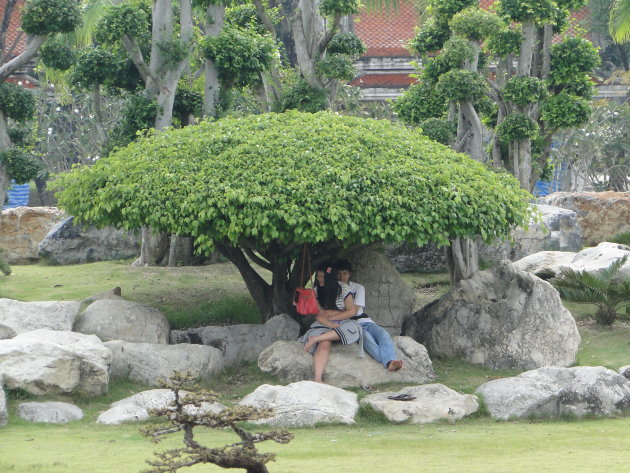 Knus onder de Bonsaiboom