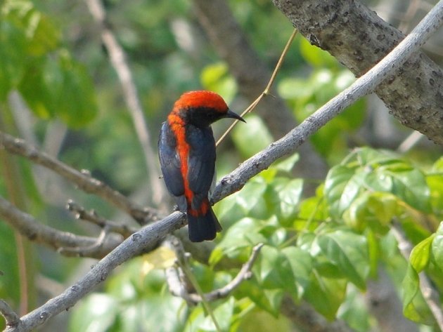 Rood/zwart vogeltje 