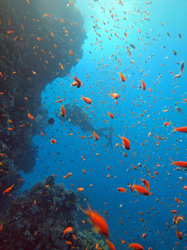 Diver covered by a wall of fish
