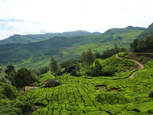 Thee plantages Munnar