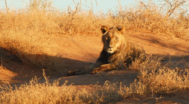 Kalahari Leeuwin