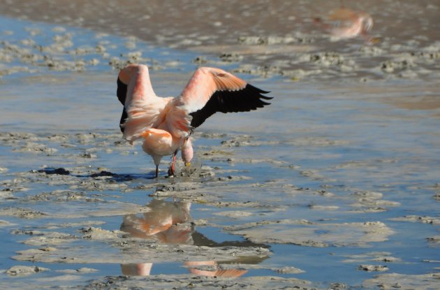 Flamingo in actie
