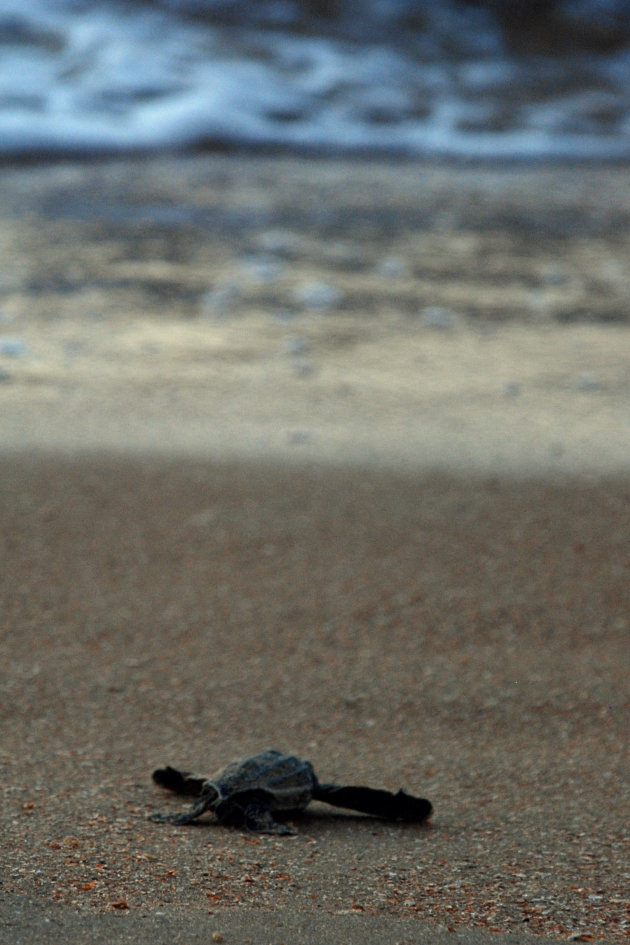 Baby lederschildpad