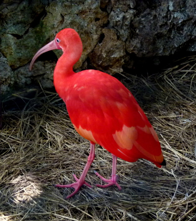 Rode ibis 2