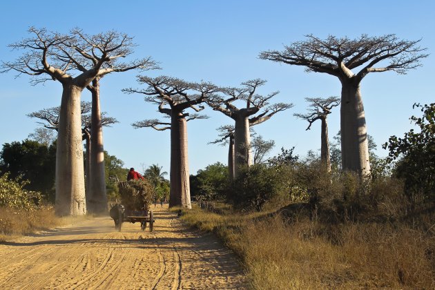 Gigantische Baobabs