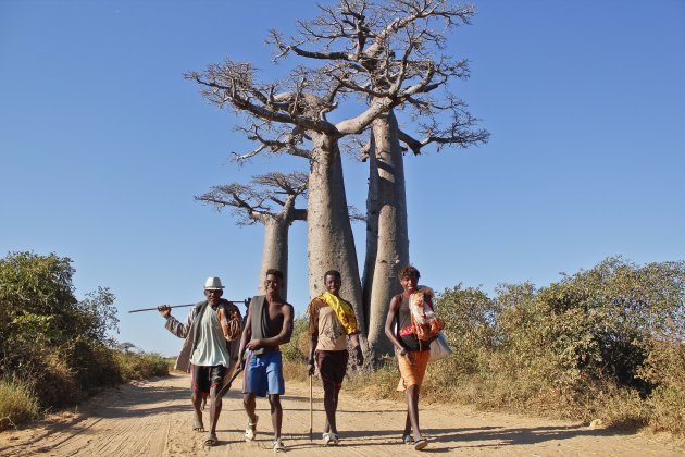 Vergroeide Baobabs