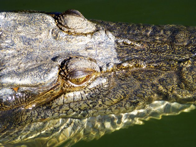 Zoutwater krokodil