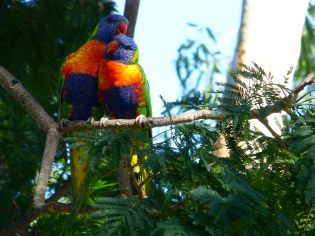 regenboog papegaaitjes