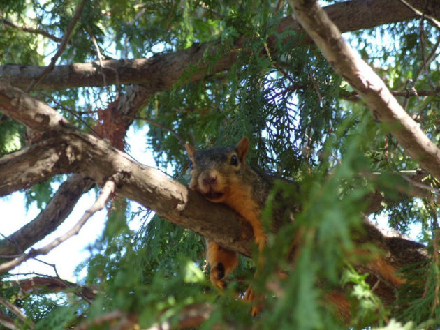 Luierende eekhoorn