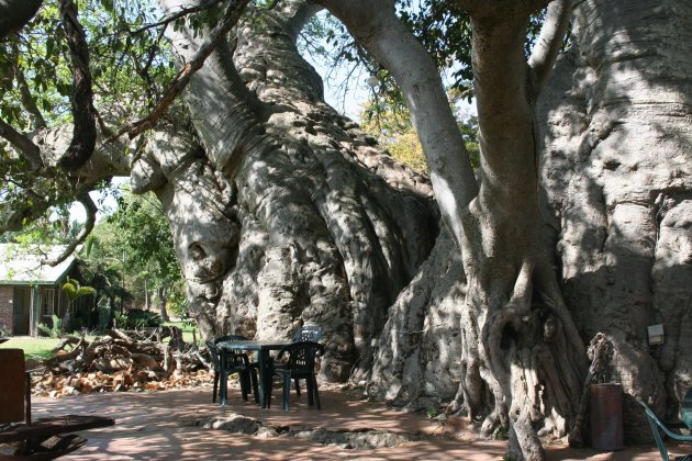 De baobab boom