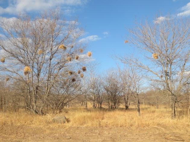 Bomen met nesten, Zimbabwe 