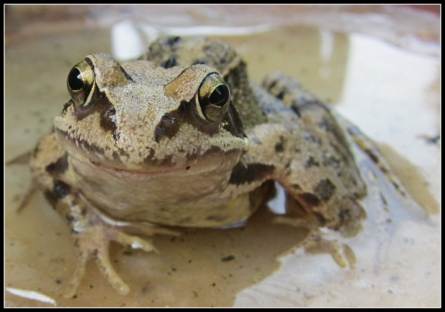 Hello Froggie!
